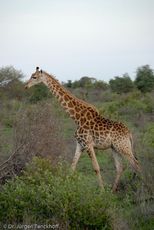 Giraffe (14 von 94).jpg